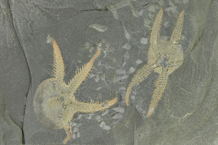 Two Ordovician Brittle Stars (Ophiura) - Morocco #327198